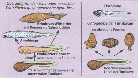 Bild in Originalgröße