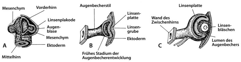 Bild in Originalgröße